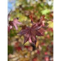 Direct Plants Liquidambar Stryrac. Worplesdon Sweet Gum Tree 6ft Tall Supplied in a 12 Litre Pot by Directplants in Green