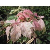 Direct Plants Acer Negundo Flamingo Tree 6ft Tall Supplied in a 12 Litre Pot by Directplants in Green