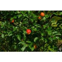Direct Plants Apple Queen Cox Fruit Tree 6ft Tall Supplied in a 12 Litre Pot by Directplants in Orange