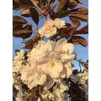 Direct Plants Prunus Fragrant Cloud Japanese Cherry Blossom Tree 6ft Tall Supplied in a 12 Litre Pot by Directplants in Green