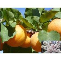 Direct Plants Apricot Moorpark Fruit Tree 6ft Tall Supplied in a 12 Litre Pot by Directplants in Red