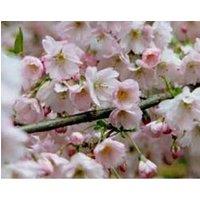 Direct Plants Prunus Pandora Pink Flowering Cherry Blossom Tree 6ft Tall Supplied in a 12 Litre Pot by Directplants in Green