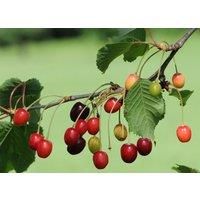 Direct Plants Cherry Morello Fruit Tree 6ft Tall Supplied in a 12 Litre Pot by Directplants in Orange