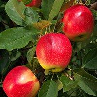 Direct Plants Apple Gala Fruit Tree 6ft Tall Supplied in a 12 Litre Pot by Directplants in Red