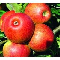 Direct Plants Apple Jonagold Fruit Tree 6ft Tall Supplied in a 12 Litre Pot by Directplants in Red