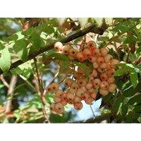 Direct Plants Sorbus Apricot Queen Tree 6ft Tall Supplied in a 12 Litre Pot by Directplants in Green