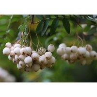 Direct Plants Sorbus White Wax Tree 6ft Tall Supplied in a 12 Litre Pot by Directplants in Green