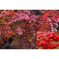 Direct Plants Sorbus Commixta Embley Mountain Ash Tree 6ft Tall Supplied in a 12 Litre Pot by Directplants in Green