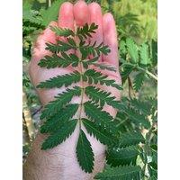 Direct Plants Sorbus Acuparia Asplenifolia Tree 6ft Tall Supplied in a 12 Litre Pot by Directplants in Green