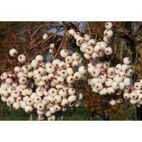 Direct Plants Sorbus Cashmeriana Mountain Ash Tree 6ft Tall Supplied in a 12 Litre Pot by Directplants in Green