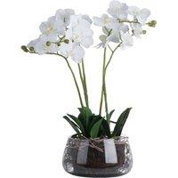 Hill Interiors Orchid In Glass Pot in Green