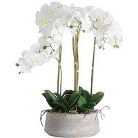 Hill Interiors Orchid In Stone Pot in White