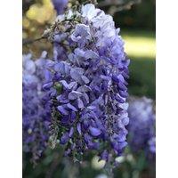 Direct Plants Wisteria Sinensis Blue Climbing Plant Grafted 5-6ft Extra Large 5L Pot