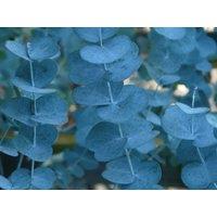 Direct Plants Eucalyptus Silverana Evergreen Tree 6ft Tall Supplied in a 12 Litre Pot by Directplants in Green