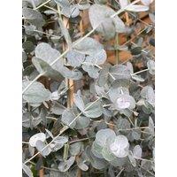 Direct Plants Eucalyptus Gunnii Azura Evergreen Tree 6ft Tall Supplied in a 12 Litre Pot by Directplants in Green