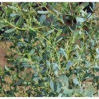 Direct Plants Eucalyptus French Blue Evergreen Tree 6ft Tall Supplied in a 12 Litre Pot by Directplants in Green