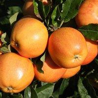 Primrose Apple Surprize Dessert Apple 12L Pot Mm106 Root Stock 1.5m Fruit Tree in Orange | Size: 1 Pack