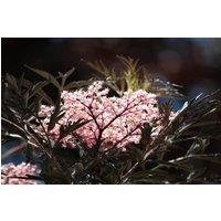 Direct Plants 3x Sambucus Nigra Black Lace Shrubs Large Plants in 3 Litre Pots