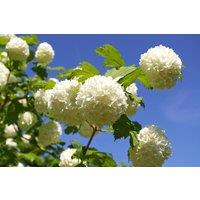 Direct Plants 3x Viburnum Opulus Roseum Snowball Trees 3-4ft Large in 3 Litre Pots