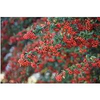 Direct Plants 3x Pyracantha Red Column Evergreen Shrub 4-5ft Extra Large