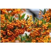Direct Plants 3x Pyracantha Orange Glow Evergreen Shrub 4-5ft Extra Large
