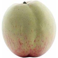KDMD Essential Artificial Peach 7.5cm 6 Pack