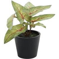 KDMD Light Green Mini Syngonium Potted House Plant 13cm 2 Pack