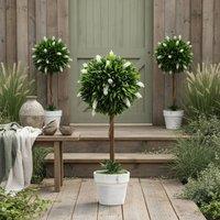 Wyld Haus Fano Neri Set of 2 White Artificial Flower Ball Trees with Pots 60cm