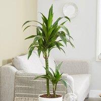 Primrose Dracaena Fragrans Janet Craig Dragon Tree 19cm Pot 90cm Tall 2 Stems in Green