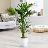 Primrose Howea Forsteriana Kentia Palm 17cm Pot 80cm Tall Foliage House Plants in Green