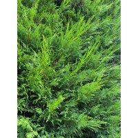 Direct Plants 10x Large 4-5ft Green Leylandii Trees Evergreen Hedging 3L Potted