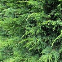 Direct Plants 10x Green Leylandii Cupressocyparis Hedging Trees 4ft+ in 3 Litre Pots