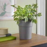 Coopers of Stortford Flowerpot Safe with Faux Plant, H32cm in Grey