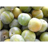 Direct Plants Plums Cambridge Gage Fruit Tree 6ft Tall Supplied in a 12 Litre Pot by Directplants in Green