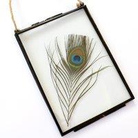 Amaya Rose Ltd Real Peacock feather Floating Picture Frame. Spiritual Gift in Black