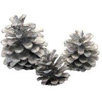 KDMD Silver Austriaca Cones 1kg Dried cones