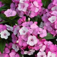 Primrose 3 x Dianthus Sweet William Dart Raspberry Autumn Bedding 9cm in Pink