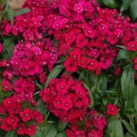 Primrose 3 x Dianthus Sweet William Dart Pink Magician Autumn Bedding 9cm in Red