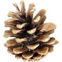 KDMD Austracia Cones 1kg Natural Austriaca Cones Bag