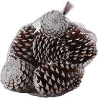 KDMD White Tipped Maritima Cones x12