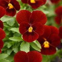Primrose Pansy Sorbet XP Red Flowering Fragrant Autumn Bedding 9cm Pot