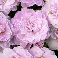 Primrose 3 x Belarina Series Pink Ice Autumn Bedding 9cm Pot