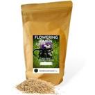 Wild Flower Lawn Seed - UK Native Wildflowers for Lawns