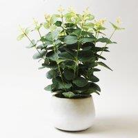 Artificial Eucalyptus in White Plant Pot