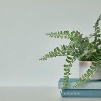 Dunelm Eggshell Emulsion Paint