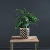 Artificial Bamboo in Woven Monochrome Plant Pot