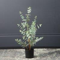 Artificial Eucalyptus Tree in Black Plant Pot