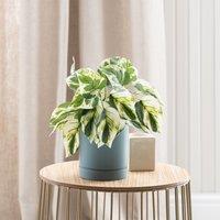 Artificial Devils Ivy in Pacific Plant Pot