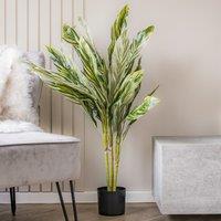 150cm Variegated Alpinia Plant Green