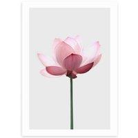 East End Prints Lotus Print